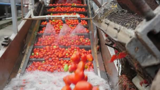 Una Gran Cantidad Tomates Frescos Que Caen Transportador Las Aguas — Vídeo de stock