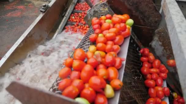 许多新鲜的西红柿从输送机掉进了植物中的飞溅的水中看到许多新鲜的红色西红柿从金属输送机上掉进了番茄加工厂中的泡沫和飞溅的水中 它看起来很高兴 — 图库视频影像