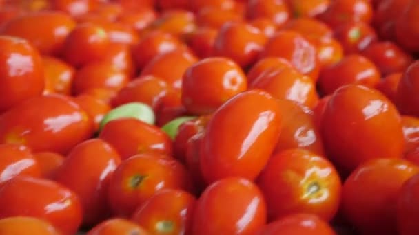 Muitos Tomates Espancados Movendo Rapidamente Uma Linha Transportadora Planta Agrícola — Vídeo de Stock