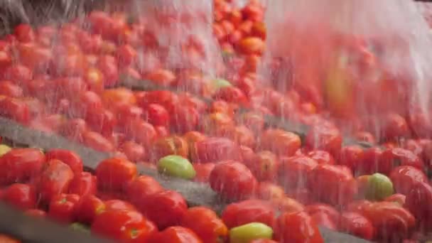 Shower Water Cleaning Fresh Red Tomatoes Tomato Processing Plant Indoors — Stock Video