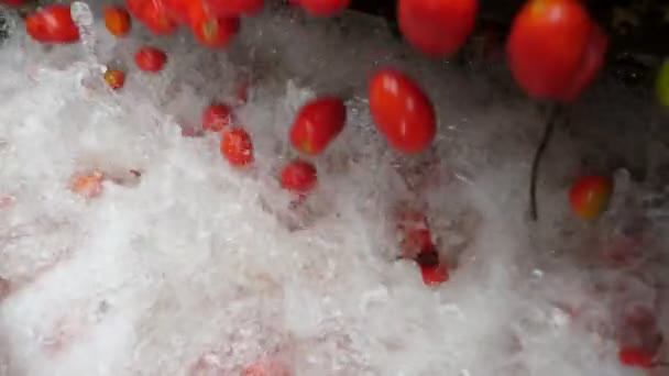 许多红色的西红柿掉进了加工厂的泼水中 看到许多新鲜的西红柿掉进了泡沫中 而在番茄加工厂里的泼水则是慢动作 看起来很振奋人心 很愉快 — 图库视频影像