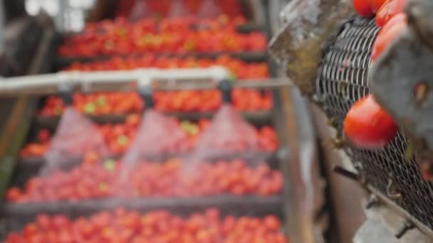 在现代农业植物中 许多新鲜的西红柿落在旋转的条纹上 令人印象深刻的是 在今天的番茄加工厂里 许多新鲜的西红柿倒在移动的输送带上 它看起来很有启发性和技术性 — 图库视频影像