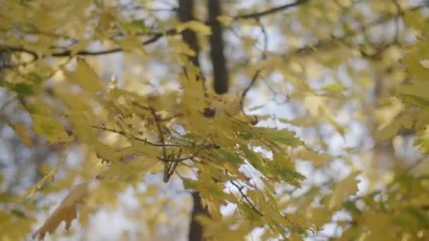 Hojas Románticas Arce Ramitas Ramas Parque Artístico Otoño Maravillosa Vista — Vídeos de Stock