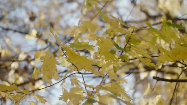 美丽的枫叶落在小枝条上 美丽的公园枝条上 秋天阳光灿烂的日子里 美丽的枫叶落在美丽的公园里 它看起来很振奋人心和浪漫 — 图库视频影像