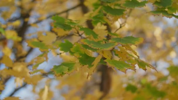 Rusty Maple Leaves Small Twigs Branches Shining Sunbeams Autumn Gorgeous — Stock Video