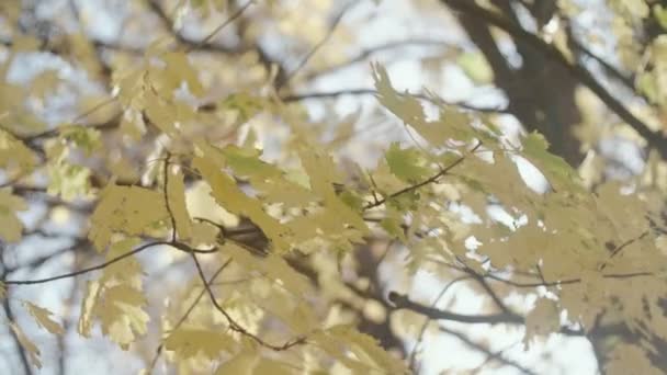 Hojas Arce Anaranjado Amarillo Pequeñas Ramas Bajo Rayos Sol Otoño — Vídeos de Stock