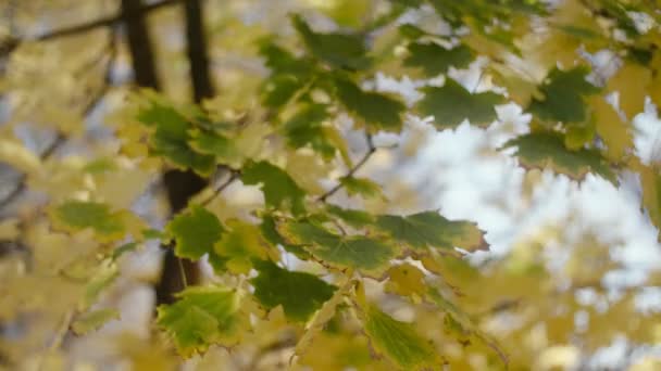 Groene Gele Esdoorn Bladeren Kleine Takken Onder Stralende Zonnestralen Herfst — Stockvideo