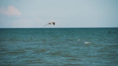 Yalnız martı yaz aylarında bir deniz kıyısında rüzgara karşı uçar. Gri ve beyaz martıların aynı yerde rüzgara karşı uçtuğunu ve güneşli bir yaz gününde deniz dalgalarıyla birlikte balık aradığını görürüz.