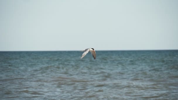 Vit Mås Som Flyger Mot Vinden Havsstrand Sommaren Slow Motion — Stockvideo