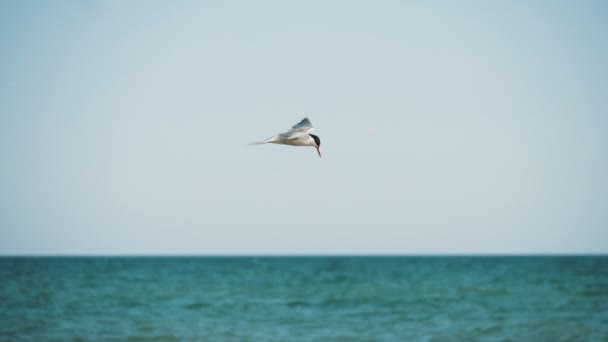 Mouette Grise Élançant Contre Vent Sur Rivage Été Ralenti Vue — Video