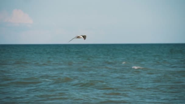 Ensam Mås Flyger Mot Vinden Havsstrand Sommaren Slow Motion Fantastisk — Stockvideo