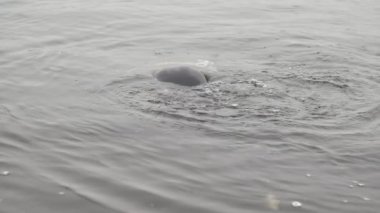 Ağır çekimde bir nehirde otomatik tüfekle aniden ortaya çıkan bir yüzücü, nehir sularında duran ve elinde ağır çekimde otomatik tüfekle siyah dalış kıyafeti giymiş bir yüzücüyü hayrete düşürür.