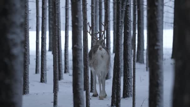 White Deer Standing Looking Passing Cars Pine Forest Finland Exciting — ストック動画