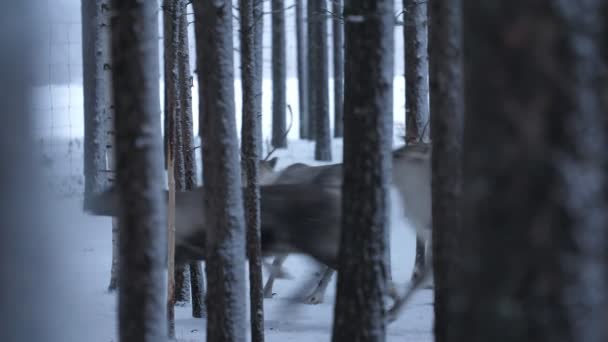 Rebanho Veados Nobres Correndo Círculos Uma Floresta Nevada Finlândia Gelada — Vídeo de Stock