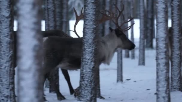 Beaucoup de grands cerfs nobles se retournent et s'enfuient dans une forêt de sapins en hiver Vue magnifique de nombreux grands cerfs nobles avec des bois hauts et noueux se retournant et s'enfuyant dans une forêt dense d'épinettes dans la Finlande enneigée en hiver .
