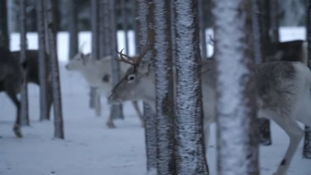 Wiele Szlachetnych Jeleni Idzie Przodu Gęstym Lesie Świerkowym Zaśnieżonej Finlandii — Wideo stockowe