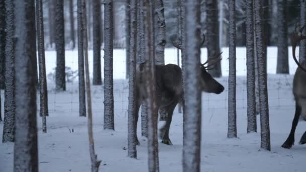 Zwei Große Männliche Hirsche Die Sich Umdrehen Und Einem Kiefernwald — Stockvideo