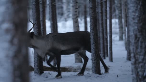 Bella Femmina Cervo Che Corre Una Pineta Finlandia Rallentatore Incredibile — Video Stock