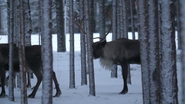 Manada Nobles Ciervos Avanzando Espeso Bosque Abetos Una Finlandia Nevada — Vídeo de stock