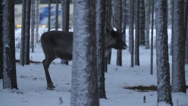 One Noble Deer Standing Second Running Dense Pine Forest Road — 비디오