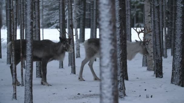 フィンランドの凍てつく松林の中に立つ白いオスと茶色のメスの鹿白いオスと茶色のメスの高貴な鹿が一緒に立っていて 冬にはフィンランドの雪の多いスプルースの森の中を進んでいく姿は壮観です — ストック動画