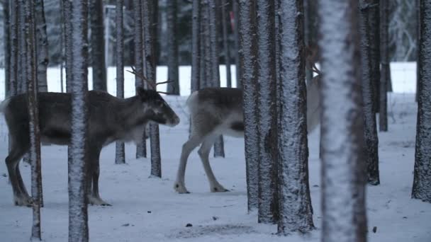 Due Nobili Cervi Muovono Fermano Una Fitta Pineta Una Strada — Video Stock