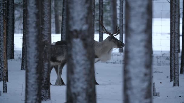Finlandiya Nın Karlı Çam Ormanlarında Bir Arada Duran Büyük Erkek — Stok video