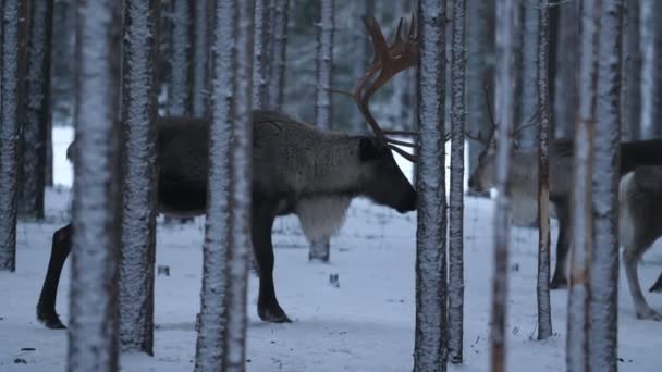 Ciervo Mandona Con Cuernos Altos Pie Mirando Alrededor Bosque Nevado — Vídeo de stock