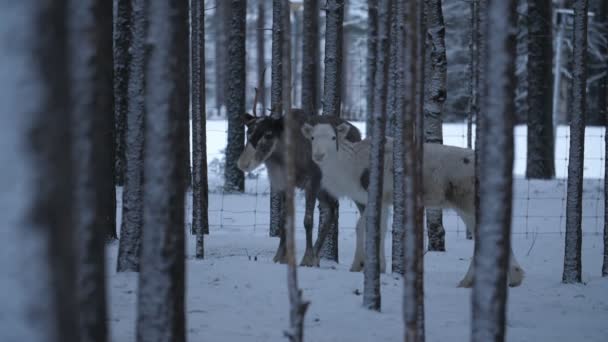 フィンランドの雪に覆われた松林の中に立つ母鹿と彼女の大きなファン白い毛皮が一緒に立っているストライプの肌と小さな釣り人と彼女の大きな子供と雪に覆われた森を見て回る母鹿の心温まる眺め — ストック動画