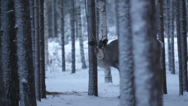 Ein Weibliches Reh Mit Kleinem Geweih Das Verschneiten Finnland Steht — Stockvideo