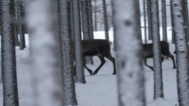 Großer Männlicher Hirsch Führt Eine Herde Hirsche Einem Schneebedeckten Kiefernwald — Stockvideo