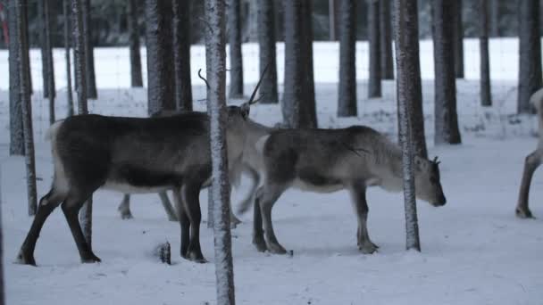 Herde Edler Hirsche Die Einem Verschneiten Wald Spazieren Stehen Und — Stockvideo