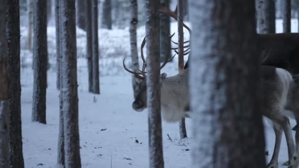 Un grand cerf avec d'énormes bois debout et d'autres cerfs courant dans un bois enneigé Vue joyeuse d'un grand cerf noble debout d'une manière confiante et d'un troupeau d'autres cerfs courant rapidement dans une forêt dense de pins dans une Finlande enneigée .