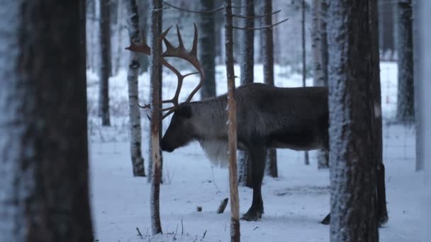 森の中を走る巨大な鹿や巨大な鹿のいる古い鹿賢明な方法で立っている大きな貴族の鹿と 雪の多いフィンランドの鬱蒼とした松林の近くを速く走る他の鹿の群れの面白い眺め — ストック動画