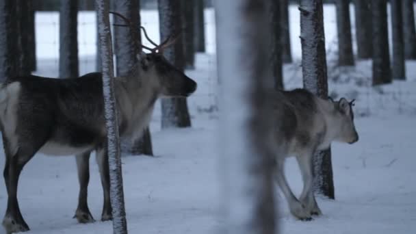 Varios Ciervos Nobles Caminando Pie Corriendo Bosque Nevado Finlandia Vista — Vídeos de Stock