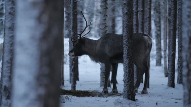 Zwei Edle Hirsche Fressen Und Stehen Einem Frostigen Fichtenwald Magischen — Stockvideo