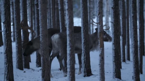 Zwei Edle Hirsche Gehen Und Ruhen Einem Frostigen Fichtenwald Schneebedeckten — Stockvideo