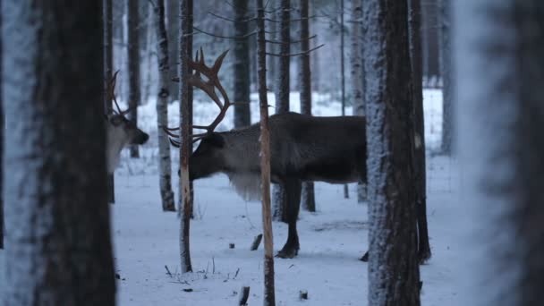 Dos Ciervos Nobles Pie Relajándose Bosque Picea Helada Finlandia Nevada — Vídeo de stock