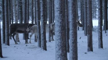 Finlandiya 'da karlı bir çam ormanında durup dinlenen bir grup asil geyik kışın Finlandiya' da karlı kozalaklı bir ormanda ayakta ve dinlenen asil bir geyik sürüsü görüyorlar. Bir arada kalıp etrafa bakınıyorlar..