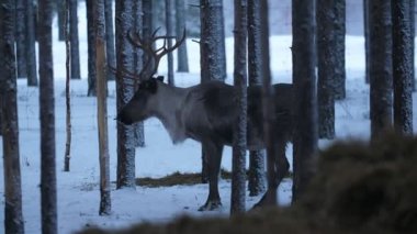 Finlandiya 'da bir çam ağacında durup etrafa bakınan asilzade geyik. Finlandiya' da kışın kar yağarken yoğun bir çam ormanında ayakta duran ve etrafa bakınan asil geyik. Peri masalı gibi görünüyor..