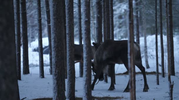 Finlandiya Nın Karlı Bir Ormanında Yüksek Boynuzlarıyla Selamlayan Büyük Asil — Stok video