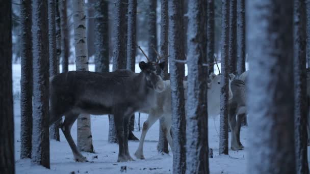 Una Manada Nobles Ciervos Pie Inmóvil Bosque Pinos Nevados Finlandia — Vídeos de Stock