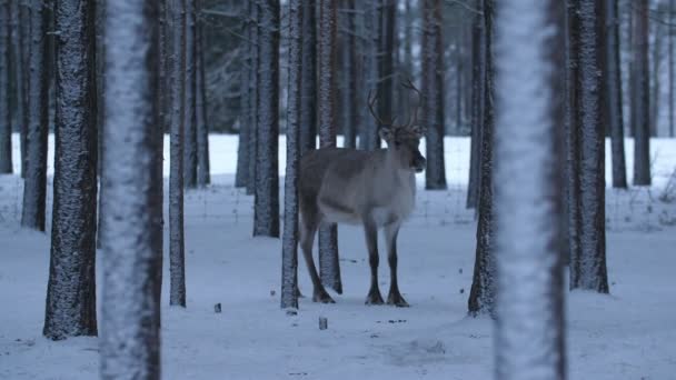 Hermoso Ciervo Blanco Pie Mirando Alrededor Bosque Abetos Finlandia Maravillosa — Vídeo de stock