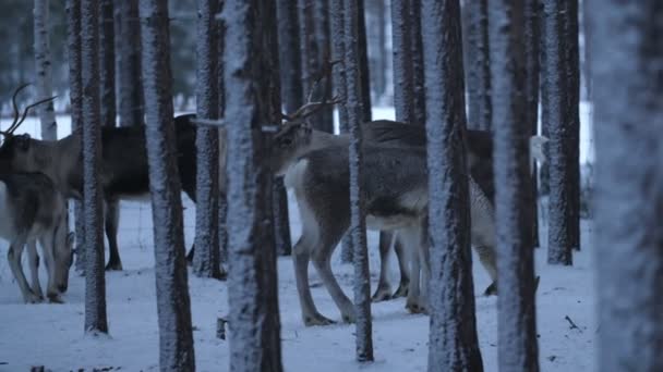 在芬兰 一群高贵的鹿站在雪松林中休息 看到一群高贵的鹿站在芬兰的雪松林中 环顾四周 悠闲自在 他们在一起感觉很好 — 图库视频影像