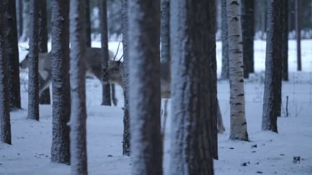 Giovane Nobile Cervo Che Cammina Guarda Intorno Bosco Conifere Finlandia — Video Stock