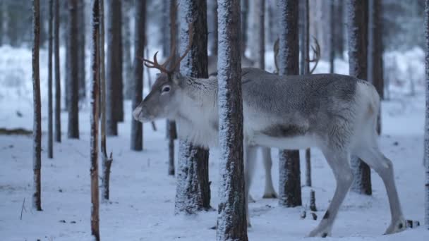 Hermoso Ciervo Blanco Gris Pie Bosque Pinos Finlandia Invierno Impresionante — Vídeo de stock