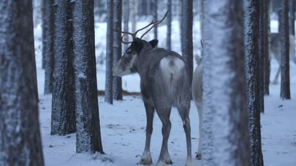 Alegre Pareja Ciervos Pie Bosque Mirando Alrededor Finlandia Invierno Divertida — Vídeo de stock