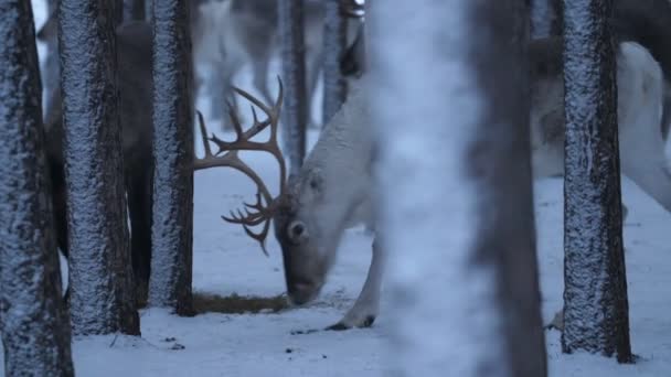 Hermoso Ciervo Noble Con Cuernos Altos Pie Comiendo Bosque Finlandia — Vídeo de stock