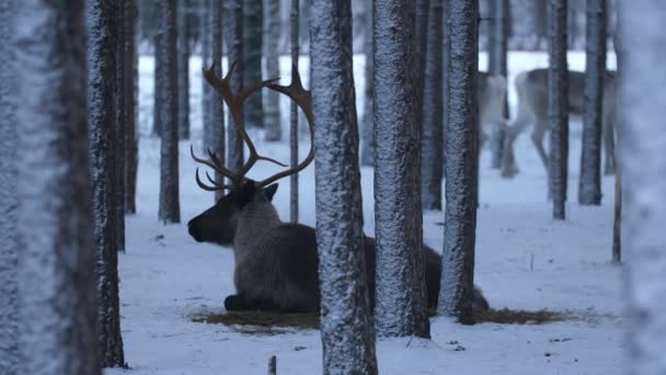 一只高贵的鹿儿 长着高高的鹿角 躺在雪地的树林里环顾四周 芬兰一只高贵的鹿儿 长着高高的鹿角 躺在茂密的云杉林中环顾四周 美丽的景象 它看起来很神奇 很神奇 — 图库视频影像