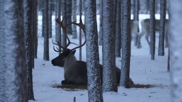 Un cerf noble avec de hauts bois noueux couchés et regardant autour dans le bois neigeux Belle vue d'un cerf noble avec de hauts bois noueux couchés et regardant autour dans un bois dense d'épinette en Finlande en hiver. Il semble fabuleux et magique .